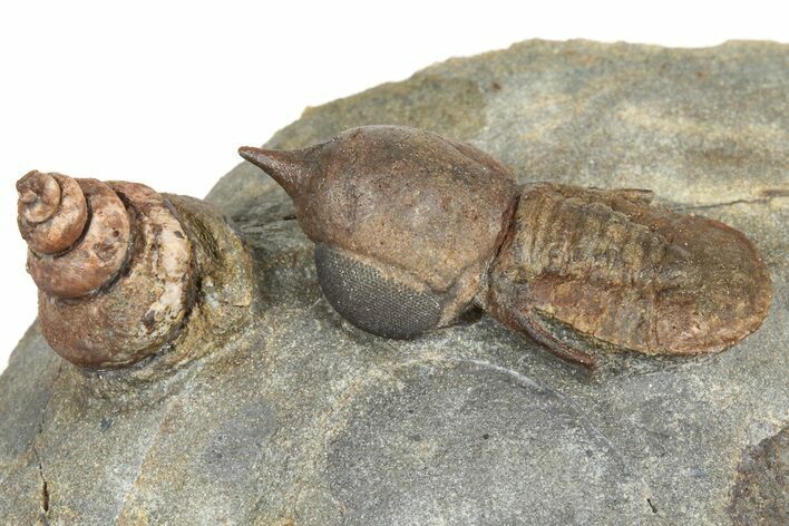 Rare, Pelagic Trilobite (Cyclopyge) With Snail - Huge Eyes #376899